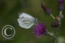 Green Veined White Butterfly.